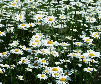 Royalty Free Photo of a Field of Chamomile