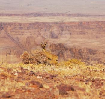 Royalty Free Photo of an Antelope in Namibia