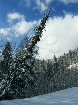 Royalty Free Photo of a Leaning Pine Tree in Winter