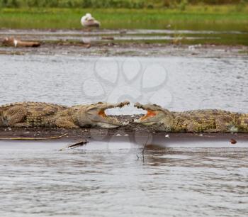 Royalty Free Photo of a Crocodile at Cham Lake