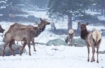 Royalty Free Photo of Deer in the Snow