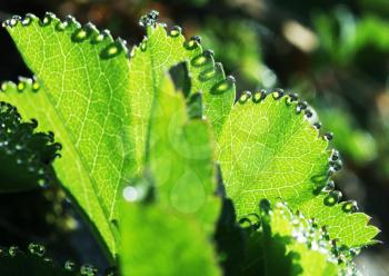 Royalty Free Photo of Dew on Leaves