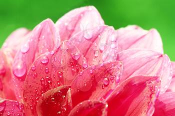 Royalty Free Photo of Dew on Flowers