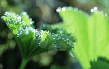 Royalty Free Photo of Dew on Leaves