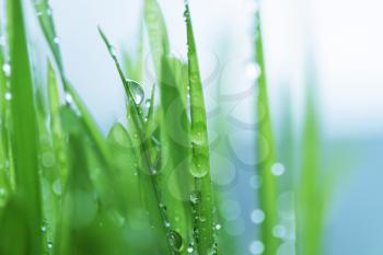Royalty Free Photo of Dew on Grass