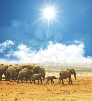 Royalty Free Photo of a Herd of Elephants