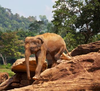 Royalty Free Photo of an Elephant in Sri Lanka