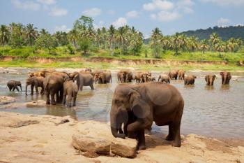 Royalty Free Photo of Elephants in Sri Lanka