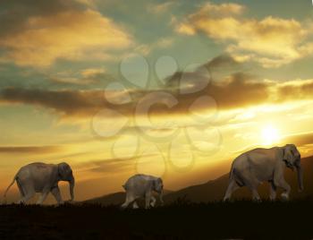 Royalty Free Photo of a Elephants at Sunset