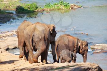 Royalty Free Photo of Elephants in Sri Lanka