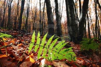 Royalty Free Photo of a Fern in Autumn