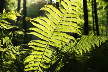 Royalty Free Photo of a Fern