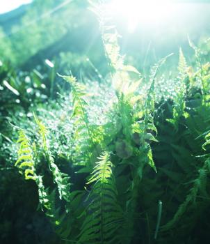 Royalty Free Photo of Ferns