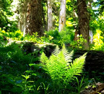 Royalty Free Photo of a Fern in the Forest