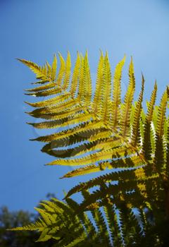 Royalty Free Photo of a Fern