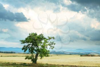 Royalty Free Photo of a Field and Tree