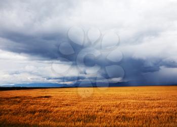 Royalty Free Photo of Rain Above a Wheat Field