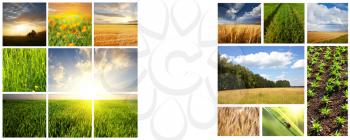 Royalty Free Photo of Field Collages
