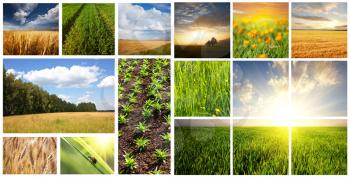 Royalty Free Photo of a Fields Collage