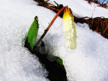 Royalty Free Photo of a Flower Blooming Through Snow in the Caucasus Mountains