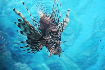 Royalty Free Photo of a Lionfish