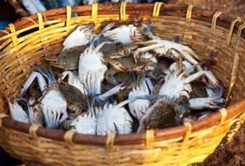 Royalty Free Photo of Crabs at a Fish Market