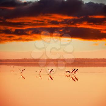 Royalty Free Photo of Flamingos at Sunset