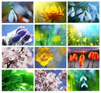 Royalty Free Photo of a Flower Collage