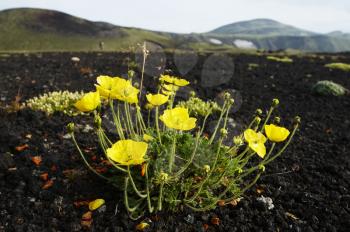Royalty Free Photo of Yellow Poppies in a Volcanic Desert