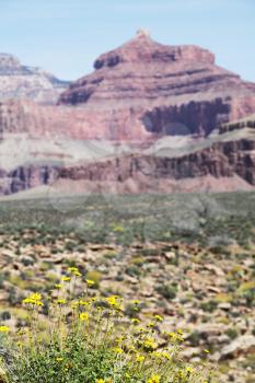 Royalty Free Photo of Flowers at the Grand Canyon