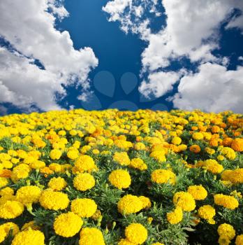 Royalty Free Photo of a Field of Marigolds