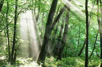 Royalty Free Photo of Morning in a Forest