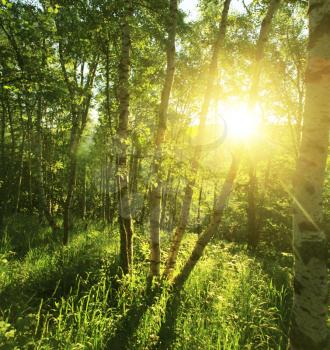Royalty Free Photo of a Forest in Summer
