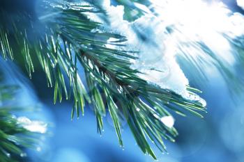 Royalty Free Photo of Pine Needles Covered in Snow