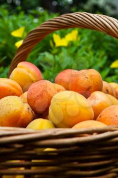 Royalty Free Photo of Apricots in a Basket