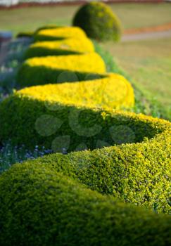 Royalty Free Photo of a Hedge in a Garden