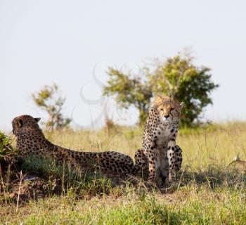 Royalty Free Photo of Cheetahs