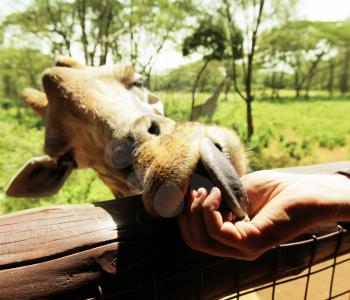 Royalty Free Photo of a Giraffe Eating Out of Someone's Hand