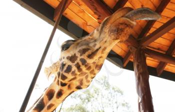 Royalty Free Photo of a Giraffe Sticking Out It's Tongue