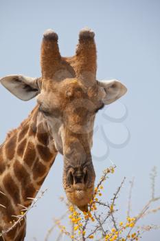 Royalty Free Photo of a Giraffe Eating