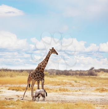 Royalty Free Photo of a Giraffe and a Gemsbok