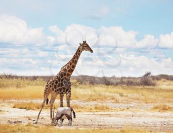 Royalty Free Photo of a Giraffe and a Gembok