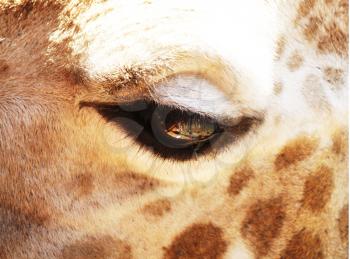 Royalty Free Photo of a Giraffe Eye