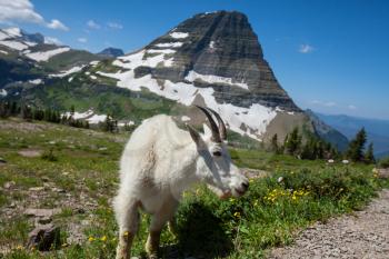 Royalty Free Photo of a Mountain Goat in Glacier National Park, Montana