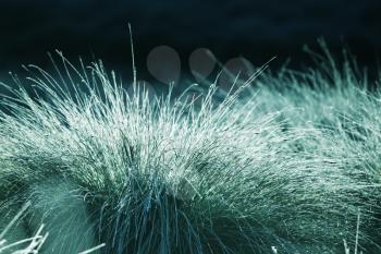 Royalty Free Photo of Grass Covered in Frost