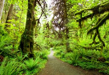 Royalty Free Photo of a Footpath Through a Redwood Forest