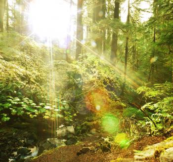 Royalty Free Photo of a Sunny Forest in Olympic Park, USA