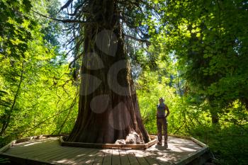 Royalty Free Photo of a Person Standing in Olympic Forest, USA