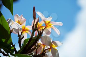 Royalty Free Photo of a Tropical Plumeria in Hawaii