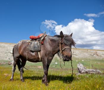Royalty Free Photo of a Horse in the Mountains